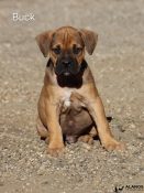 chiot alano espagnol