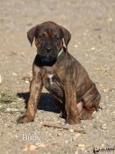 chiot alano espagnol