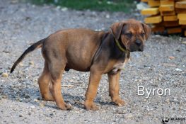 chiot alano espagnol