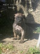 chiot alano espagnol 1 mois