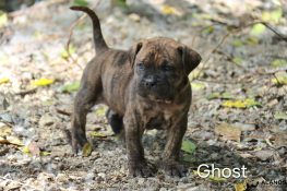 ghost2
