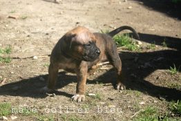 chiot alano espagnol 1 mois