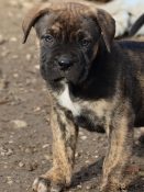 alano espagnol chiot