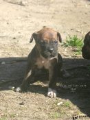 chiot alano espagnol 1 mois