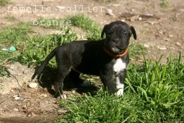 chiot alano espagnol 1 mois