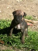 chiot alano espagnol 1 mois