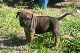 chiot alano espagnol 1 mois