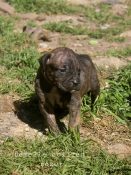 chiot alano espagnol 1 mois