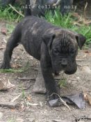 chiot alano espagnol 1 mois