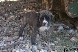 unikka chiot