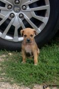 unna chiot alano
