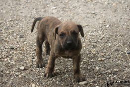 uton des terres de la regula