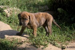 uma des terres de la regula