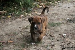 urkann chiot