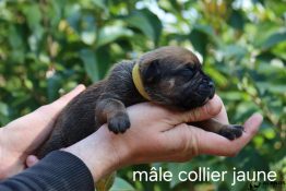 chiot