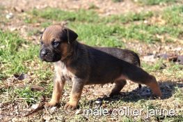 chiot