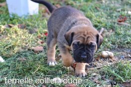 femelle fauve