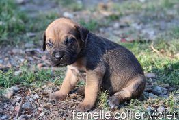 chiot